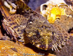 Sculpin in Puget Sound by Drew Collins 